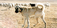 Ormancı Kangal Vurdu