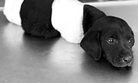 Patileri Kesilen Yavru K&ouml;pek