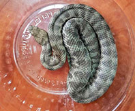 Saman Balyaları'nda Burdur'a Gelen Engerek