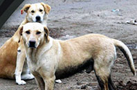 Ankara'nın Köpekleri