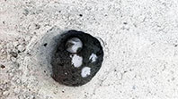 Caretta Yumurtası