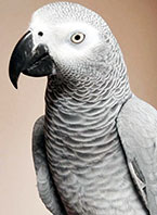 Papağan