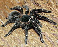Tarantula