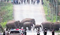 Tayland'da Caddeyi Basan Fil S&uuml;r&uuml;s&uuml;