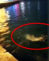 Yunuslar Ortak&ouml;y Sahilinde