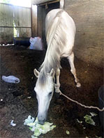 Eziyet G&ouml;ren At