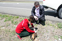 &Ouml;l&uuml; Bulunan Şahinler İncelemeye Alındı