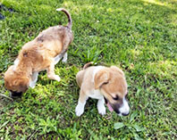 Antalyaspor'un Sahiplendiği K&ouml;pekler