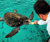 Caretta Saldırısı