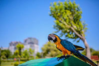 D&uuml;den Park'ta Bir Papağan