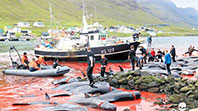 Faroe Adaları'nda Katliam