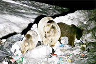 Kış Uykusundan Uyanıp &Ccedil;&ouml;pl&uuml;ğe Gittiler