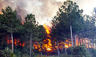 Orman Yangını Sabotaj Sonucu Çıktı
