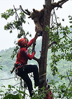 Ağa&ccedil;ta Mahsur Kalan Ayı Kurtarıldı