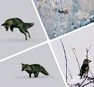 Doğal Hayatta Yaşayan Hayvanlar G&ouml;r&uuml;nt&uuml;lendi