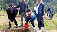 150 Sığla Ağacı Dikildi