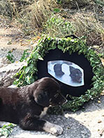 Hayvanseverler Siyah &Ccedil;elenk Koydu