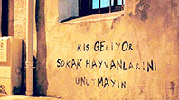 Kış Geliyor Sokak Hayvanlarını Unutmayın