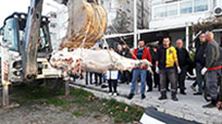 Yalova'da Kıyıya Vurdu