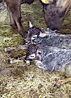 Akşam Birdi Sabah &Uuml;&ccedil; Oldu