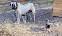 Anne Kangal ve Yavruları