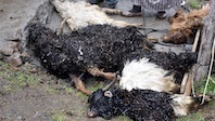Bir K&ouml;yde Veba Paniği