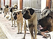&Ccedil;evik Kuvvete Kangal Desteği