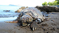 Caretta Caretta'ya Üç Kurşun Sıkıldı