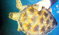 Caretta