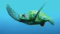 Caretta