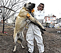 Herk&uuml;l ve Sahibi