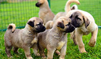 Kangal Yavruları