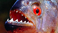 Pirana