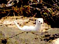 Sivas'ta Beyaz Gelincik G&ouml;r&uuml;ld&uuml;