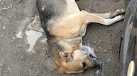 Sivas'ta Korkun&ccedil; Olay