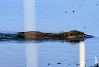 Ağrı'da Ortaya &Ccedil;ıktılar