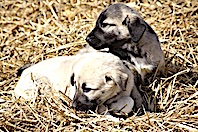 Genleri Koruma Altına Alındı