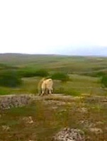 Kangal K&ouml;peği Ayıya Meydan Okudu