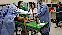 Köpeğin Ayağı Kesildi