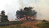 Sivas'ta Orman Yangını
