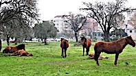 Manisa'da Aç Kalan Yılkı Atları