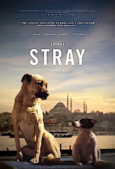 Stray Filmi Afişi