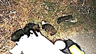 Yavru Köpekleri Çuvala Koyup Ölüme Terk Ettiler
