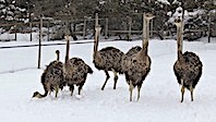 Kar Yeme Yarışı Yapan Devekuşları