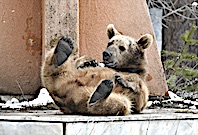 A&ccedil; Kalan Yavru Ayı Kent Merkezine İndi