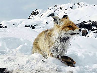 &Ccedil;aldıran'da Soğuklar Nedeniyle Donan Tilki