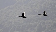 Karacabey'de G&ouml;r&uuml;nt&uuml;lenen Siyah Kuğular