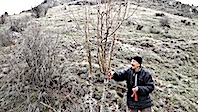 Orhan, Mustafa