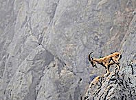 Katliam İ&ccedil;in İhale