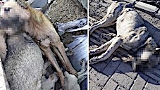 Siverek'te Zehirlenen K&ouml;pekler